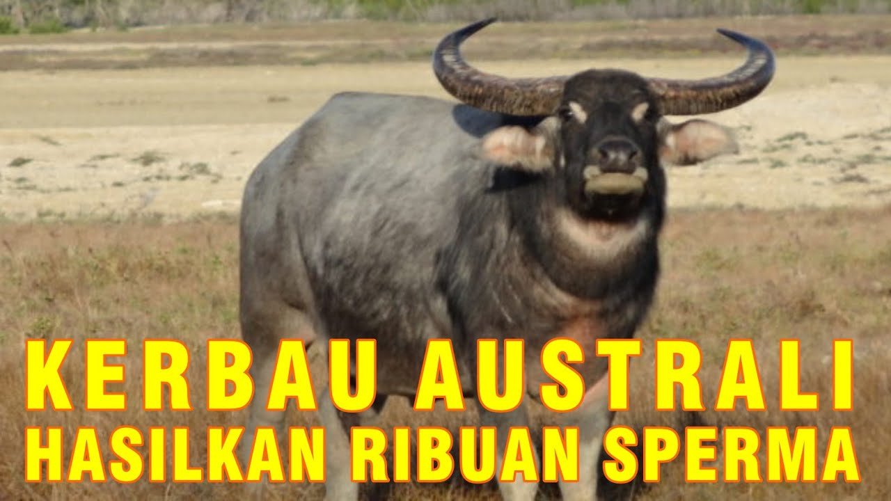 
                                 Koleksi-Ternak-Kerbau-BIB-Lembang